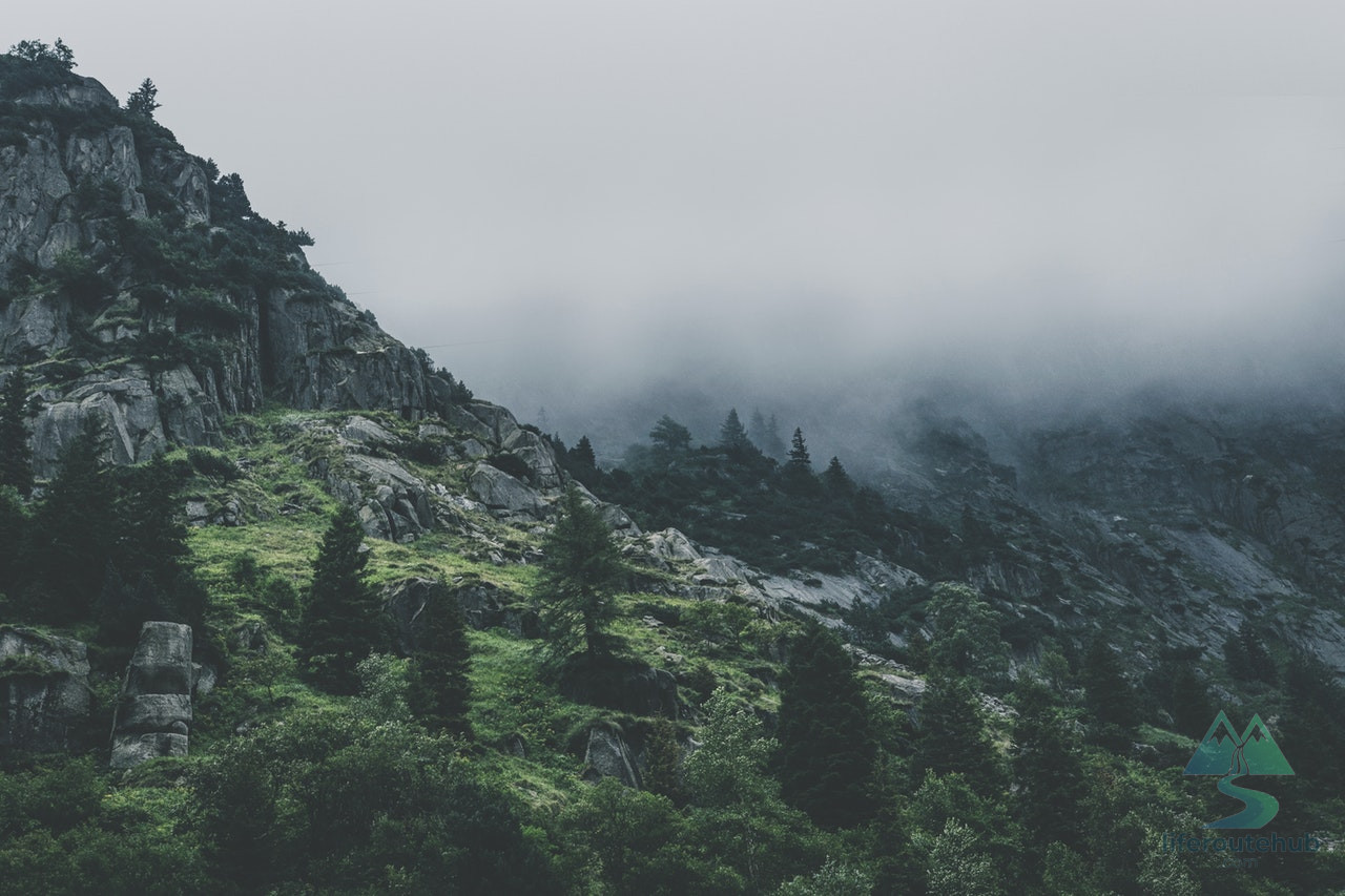 Green Leafed Trees During Fog Time 167684